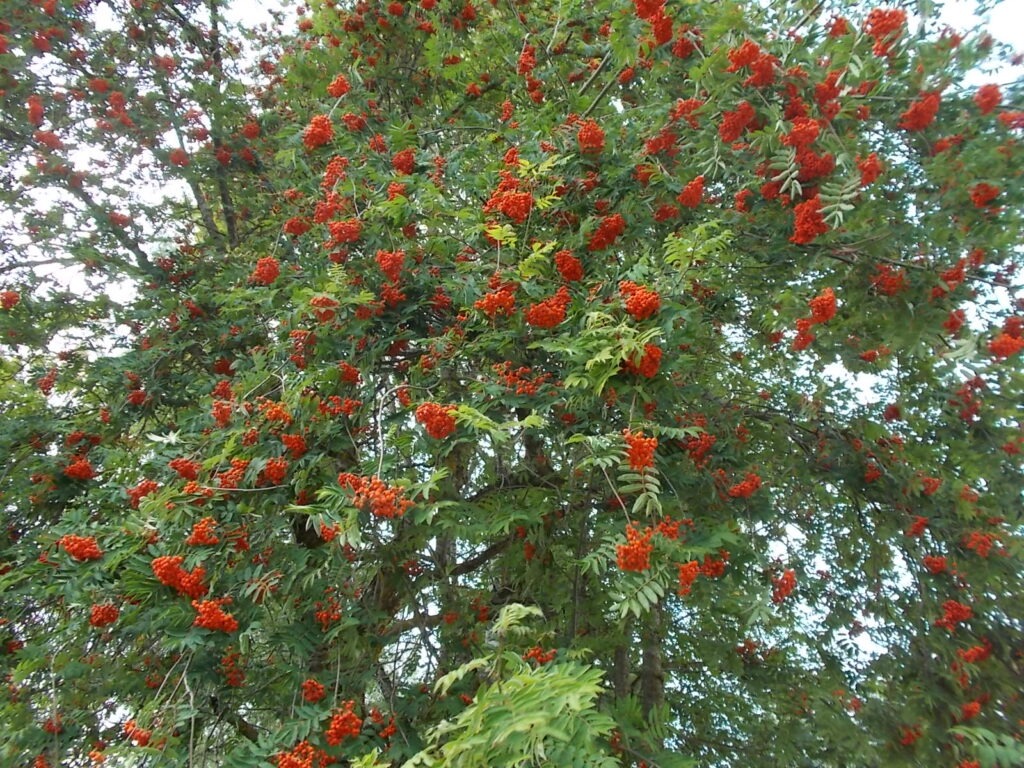 pihlakas